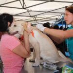 Veterinario Municipal