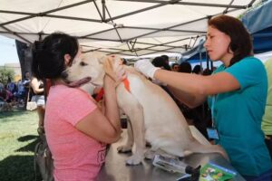 Veterinario Municipal