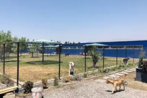 Wou Vets Hotel de Mascotas